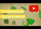 Clasificación de las plantas | Camaleón | Recurso educativo 787651