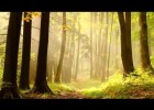Los bosques más hermosos del planeta | Recurso educativo 788061