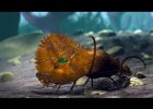 Los trilobites | Recurso educativo 788170