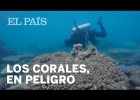 El deterioramiento de los arrecifes de coral | Recurso educativo 788178