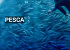 Pesca sostenible | Recurso educativo 788296