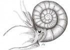 ¿Cómo eran los Ammonites? | Recurso educativo 788410