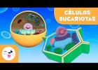 Las célula eucariotas | Recurso educativo 788857