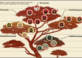 Human Family Tree | The Smithsonian Institution's Human Origins Program | Recurso educativo 761570