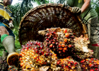 Palm Oil: The Hidden Truth Lurking in Your Home | Recurso educativo 7901558