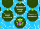 Froggy Jumps: Páramos andinos () | Recurso educativo 7901995