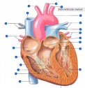 Label the heart | Recurso educativo 58499