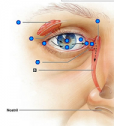 Quiz: External eye | Recurso educativo 61479