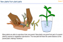 New plants from plants | Recurso educativo 26933