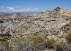 Vegetación esteparia del Desierto de Tabernas (Almería) | Recurso educativo 730923