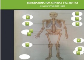 OSSOS DE L'ESQUELET HUMÀ | Recurso educativo 733358