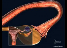 DESARROLLO EMBRIONARIO E IMPLANTACIÓN | Recurso educativo 738318