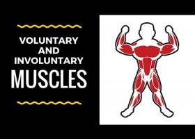 Voluntary and involuntary muscles | Recurso educativo 781931