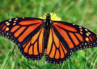 Butterflies | Recurso educativo 784423